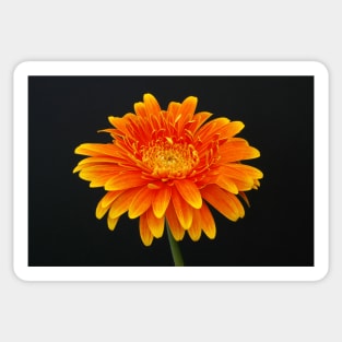 A Flower Portrait Sticker